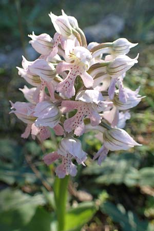 Neotinea lactea \ Milchweißes Knabenkraut / Milky Orchid, Rhodos,  Profitis Ilias 25.3.2019 