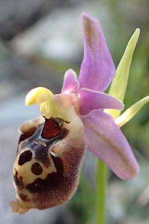 Ophrys halia \ Halia-Ragwurz / Halia Bee Orchid, Rhodos,  Kattavia 26.3.2019 