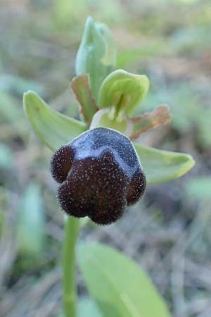 Ophrys omegaifera \ Omega-Ragwurz / Omega Bee Orchid, Rhodos,  Profitis Ilias 25.3.2019 