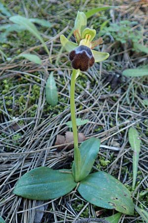 Ophrys omegaifera \ Omega-Ragwurz, Rhodos,  Profitis Ilias 25.3.2019 