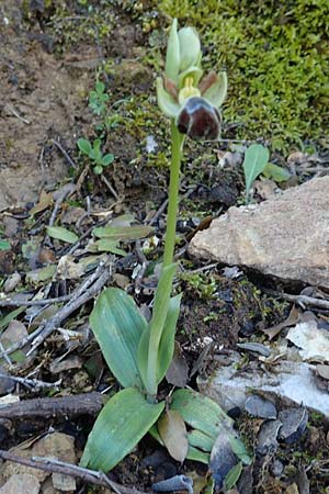 Ophrys omegaifera \ Omega-Ragwurz / Omega Bee Orchid, Rhodos,  Embona 31.3.2019 