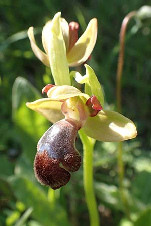 Ophrys omegaifera \ Omega-Ragwurz / Omega Bee Orchid, Rhodos,  Embona 31.3.2019 