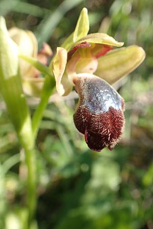 Ophrys omegaifera \ Omega-Ragwurz / Omega Bee Orchid, Rhodos,  Embona 31.3.2019 