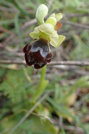 Ophrys omegaifera \ Omega-Ragwurz / Omega Bee Orchid, Rhodos,  Attaviros 24.3.2023 