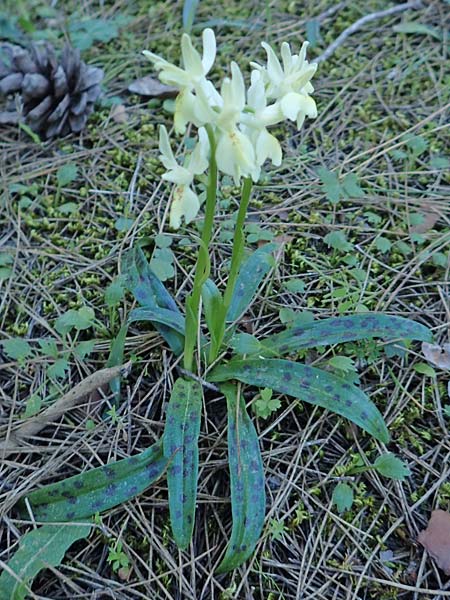 Orchis provincialis \ Provence-Knabenkraut / Provence Orchid, Rhodos,  Profitis Ilias 25.3.2019 