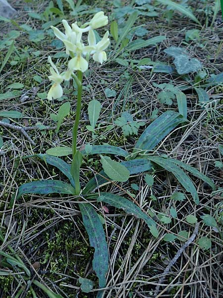 Orchis provincialis \ Provence-Knabenkraut / Provence Orchid, Rhodos,  Profitis Ilias 25.3.2019 