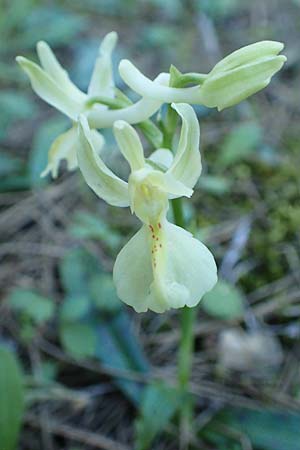 Orchis provincialis \ Provence-Knabenkraut / Provence Orchid, Rhodos,  Profitis Ilias 25.3.2019 