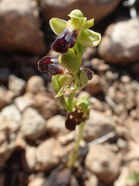 Ophrys parvula \ Kleinste Braune Ragwurz, Rhodos,  Prasonisi 26.3.2019 