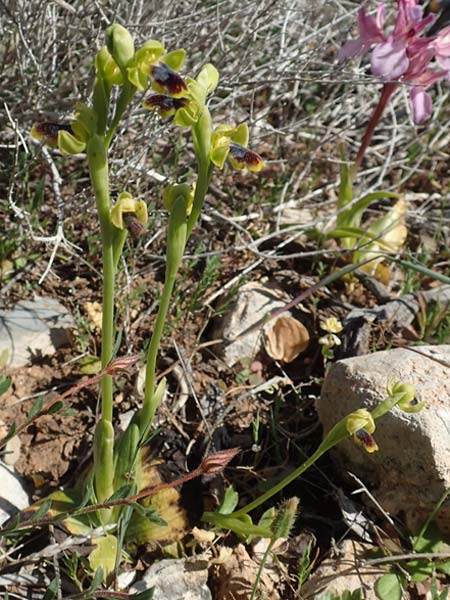 Ophrys parvula \ Kleinste Braune Ragwurz / Smallest Dull Orchid, Rhodos,  Prasonisi 26.3.2019 