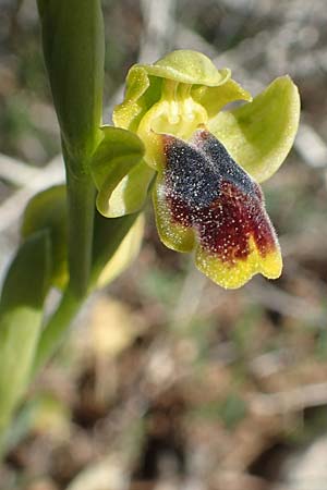 Ophrys parvula \ Kleinste Braune Ragwurz / Smallest Dull Orchid, Rhodos,  Prasonisi 26.3.2019 