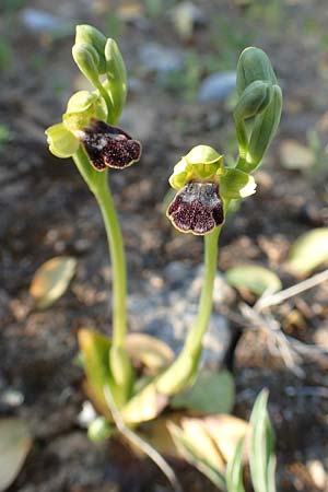 Ophrys parvula \ Kleinste Braune Ragwurz, Rhodos,  Prasonisi 26.3.2019 