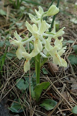 Orchis provincialis \ Provence-Knabenkraut / Provence Orchid, Rhodos,  Profitis Ilias 2.4.2019 