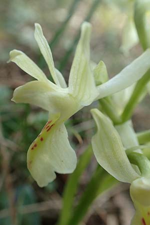 Orchis provincialis \ Provence-Knabenkraut / Provence Orchid, Rhodos,  Profitis Ilias 2.4.2019 