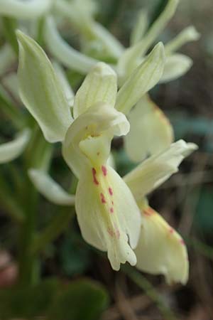 Orchis provincialis \ Provence-Knabenkraut / Provence Orchid, Rhodos,  Profitis Ilias 2.4.2019 