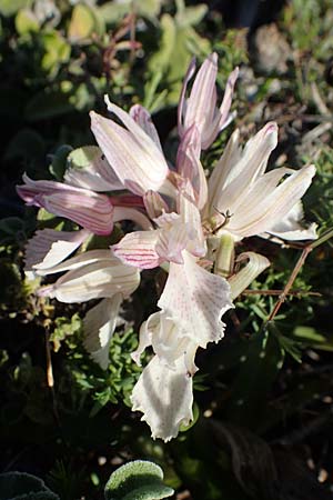 Anacamptis papilionacea subsp. aegaea \ Östliches Schmetterlings-Knabenkraut / Pink Butterfly Orchid, Rhodos,  Lindos 20.3.2023 
