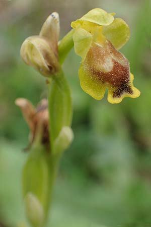 Ophrys phryganae \ Phrygana-Ragwurz / Phrygana Bee Orchid, Rhodos,  Kamiros 22.3.2023 