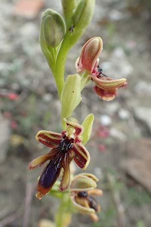 Ophrys regis-ferdinandii \ König-Ferdinand-Ragwurz, Rhodos,  Kattavia 1.4.2019 