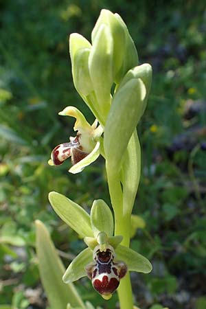 Ophrys rhodia \ Rhodos-Nabel-Ragwurz, Rhodos,  Lindos 25.3.2023 