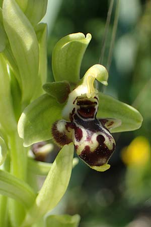 Ophrys rhodia \ Rhodos-Nabel-Ragwurz, Rhodos,  Lindos 25.3.2023 