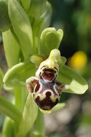 Ophrys rhodia \ Rhodos-Nabel-Ragwurz / Rhodian Bee Orchid, Rhodos,  Lindos 25.3.2023 