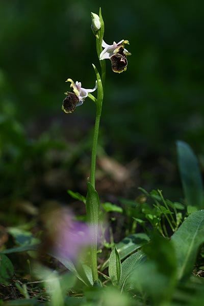 Ophrys oreas \ Oreaden-Ragwurz, Rhodos,  Profitis Ilias 2.4.2013 (Photo: Helmut Presser)