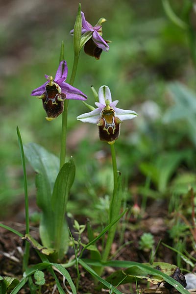 Ophrys oreas \ Oreaden-Ragwurz, Rhodos,  Profitis Ilias 2.4.2013 (Photo: Helmut Presser)