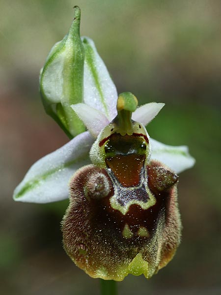 Ophrys oreas \ Oreaden-Ragwurz, Rhodos,  Profitis Ilias 2.4.2013 (Photo: Helmut Presser)