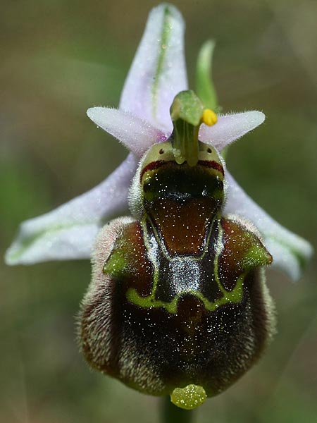 Ophrys oreas \ Oreaden-Ragwurz / Oreades Orchid, Rhodos,  Profitis Ilias 2.4.2013 (Photo: Helmut Presser)