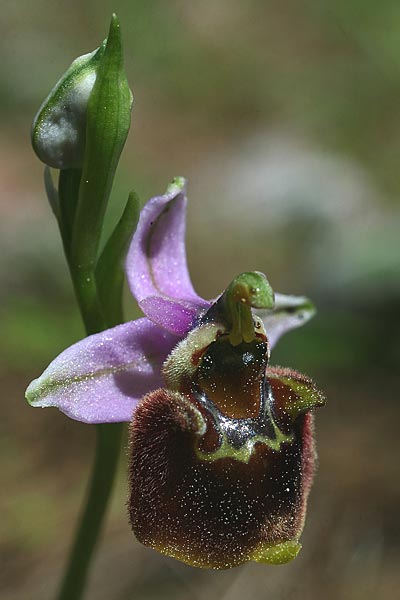 Ophrys oreas \ Oreaden-Ragwurz / Oreades Orchid, Rhodos,  Profitis Ilias 2.4.2013 (Photo: Helmut Presser)