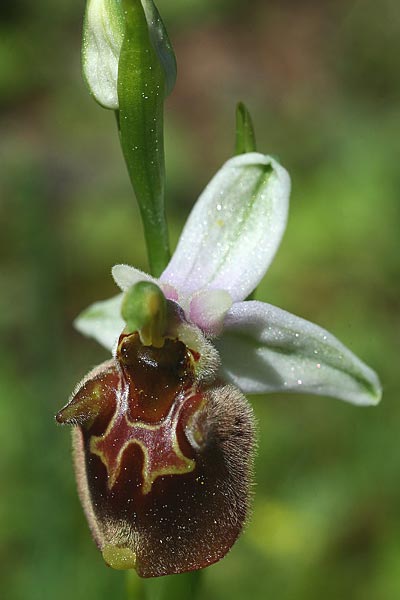 Ophrys oreas \ Oreaden-Ragwurz / Oreades Orchid, Rhodos,  Profitis Ilias 2.4.2013 (Photo: Helmut Presser)
