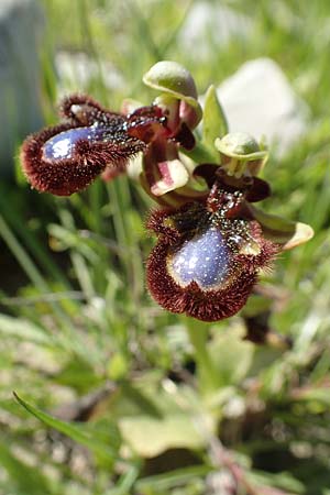 Ophrys speculum subsp. orientalis / Eastern Mirror Orchid, Rhodos,  Lardos 24.3.2019 