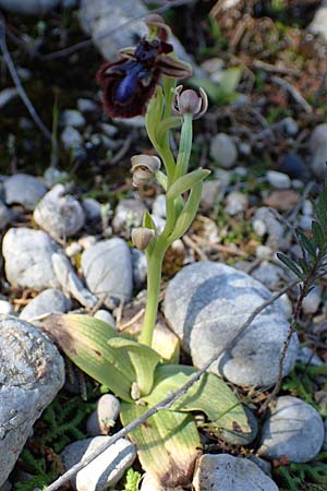 Ophrys speculum subsp. orientalis \ Östliche Spiegel-Ragwurz, Rhodos,  Kolymbia 18.3.2023 