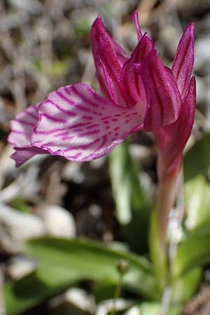 Anacamptis papilionacea subsp. thaliae \ Thalia-Schmetterlings-Knabenkraut / Thalia Butterfly Orchid, Rhodos,  Kolymbia 18.3.2023 