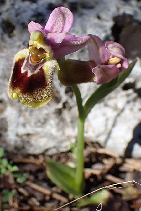 Ophrys tenthredinifera subsp. villosa \ Östliche Wespen-Ragwurz / Eastern Sawfly Orchid, Rhodos,  Kolymbia 18.3.2023 