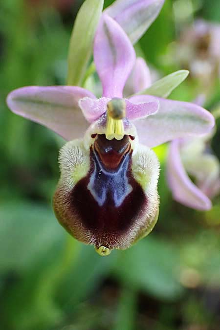 Ophrys tenthredinifera subsp. villosa \ Östliche Wespen-Ragwurz / Eastern Sawfly Orchid, Rhodos,  Kolymbia 18.3.2023 