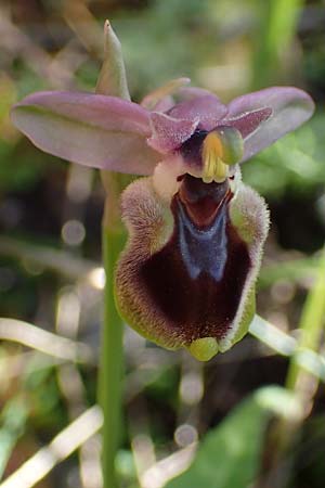 Ophrys tenthredinifera subsp. villosa \ Östliche Wespen-Ragwurz / Eastern Sawfly Orchid, Rhodos,  Kolymbia 18.3.2023 