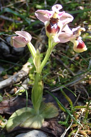 Ophrys tenthredinifera subsp. villosa \ Östliche Wespen-Ragwurz / Eastern Sawfly Orchid, Rhodos,  Kolymbia 18.3.2023 