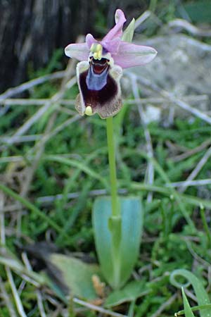 Ophrys tenthredinifera subsp. villosa \ Östliche Wespen-Ragwurz / Eastern Sawfly Orchid, Rhodos,  Kolymbia 18.3.2023 