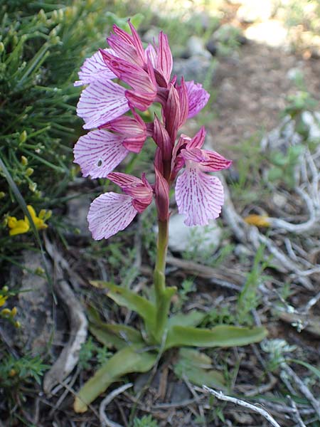 Anacamptis papilionacea subsp. aegaea \ Östliches Schmetterlings-Knabenkraut / Pink Butterfly Orchid, Rhodos,  Prasonisi 26.3.2019 