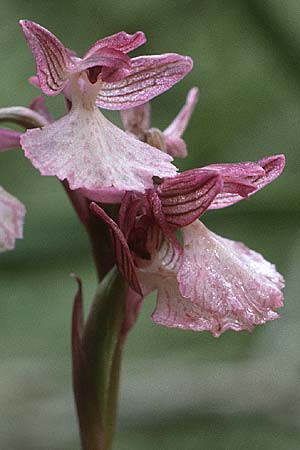 Anacamptis papilionacea subsp. aegaea \ Östliches Schmetterlings-Knabenkraut / Pink Butterfly Orchid, Rhodos,  Profitis Ilias 2.5.1987 