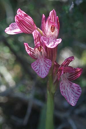 Anacamptis papilionacea subsp. aegaea \ Östliches Schmetterlings-Knabenkraut / Pink Butterfly Orchid, Rhodos,  Lindos 22.3.2005 
