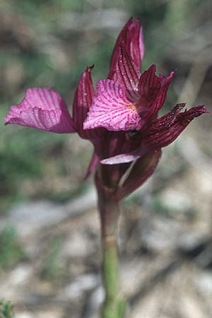 Anacamptis papilionacea subsp. aegaea \ Östliches Schmetterlings-Knabenkraut, Rhodos,  Lindos 22.3.2005 