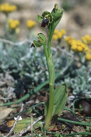 Ophrys parvula \ Kleinste Braune Ragwurz, Rhodos,  Prasonisi 21.3.2005 