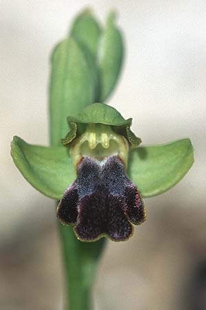 Ophrys parvula \ Kleinste Braune Ragwurz / Smallest Dull Orchid, Rhodos,  Prasonisi 21.3.2005 