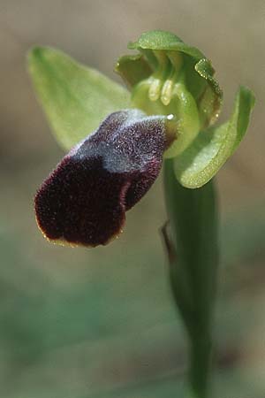 Ophrys parvula \ Kleinste Braune Ragwurz, Rhodos,  Prasonisi 21.3.2005 