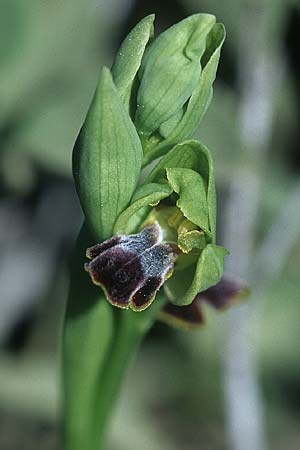 Ophrys parvula \ Kleinste Braune Ragwurz / Smallest Dull Orchid, Rhodos,  Kattavia 23.3.2005 