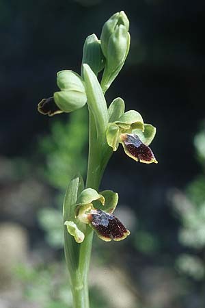 Ophrys parvula \ Kleinste Braune Ragwurz, Rhodos,  Kattavia 23.3.2005 