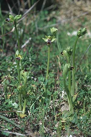 Ophrys parvula \ Kleinste Braune Ragwurz, Rhodos,  Kattavia 23.3.2005 