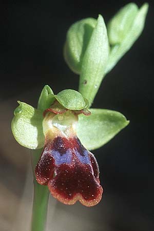 Ophrys persephonae \ Persephone-Ragwurz, Rhodos,  Epta Piges 20.3.2005 