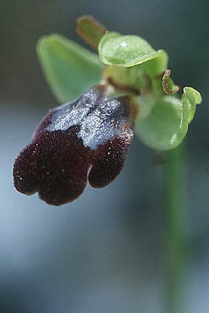 Ophrys eptapigiensis \ Sieben-Quellen-Ragwurz, Rhodos,  Epta Piges 20.3.2005 